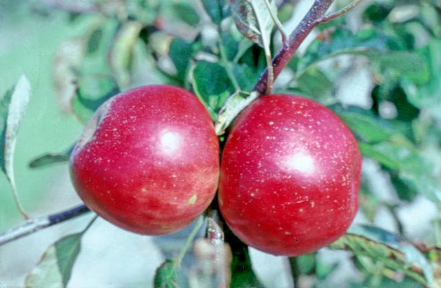 @National Fruit Collection, Brogdale